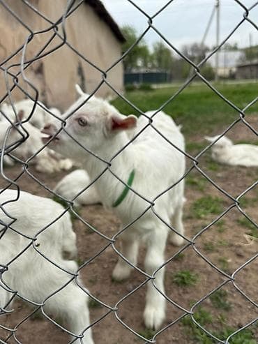 куплю козла: Продаю | Козёл (самец) — 4