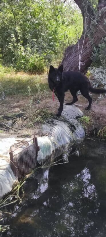 сколько стоит овчарка щенок: Восточноевропейская овчарка, 4 года, Самец, С родословной — 1