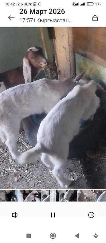 кролики фландр крол: Продаю | Козлёнок | Полукровка | Для разведения — 3