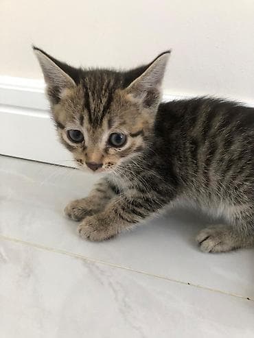 Мышыктар сатылат: Котёнок тигрового окраса Срочно ищу дом этому малышу Маленький, но — 2