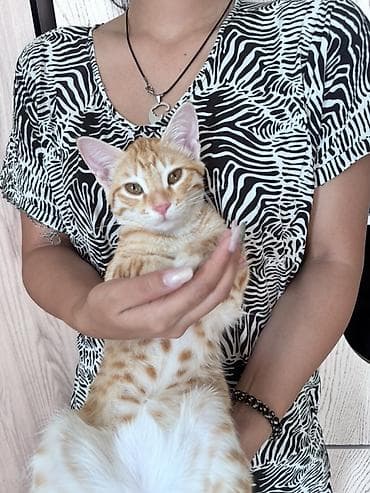 кошке: Кошка даром: Беспородная, 3 месяца, Мальчик, Приучена к лотку — 2