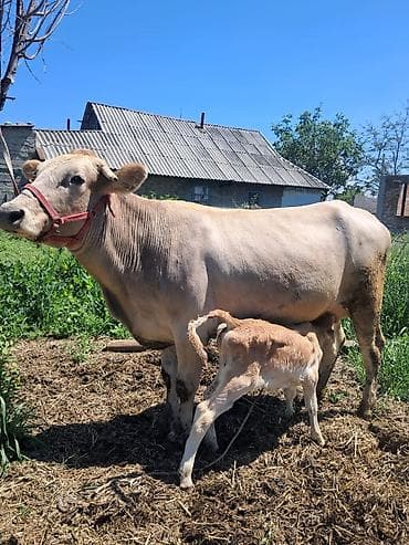 обстрел собак: Продаю | Корова (самка) | Для молока | После отела — 1