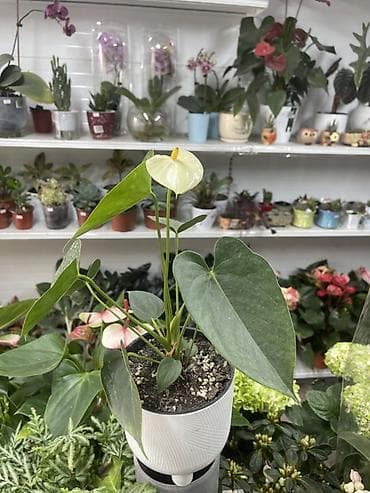 Антуриум (Anthurium) в горшке. - Разновидность с светло‑кремовым at lalafo.kg Антуриум (Anthurium) в горшке. - Разновидность с светло‑кремовым