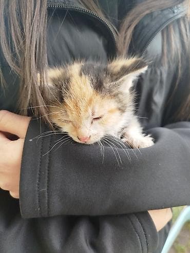 cat sofa: Котёнок трёхцветный (черепаховый) с белыми лапками и розовым носиком — 9