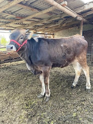 ремонт инкубатор: Продаю | Тёлка | Швицкая | На откорм | Стельные, Искусственник — 4