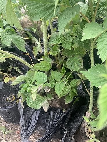 Саженцы малины сорт ГЕРАКЛ С ЗАКРЫТОЙ КОРНЕВОЙ СИСТЕМОЙ Описание: -