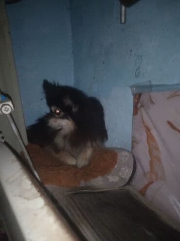 где можно взять собаку бесплатно: Бишкек Очаровательная пара шпицев ищет заботливую семью: НА ФОТО НЕ — 2