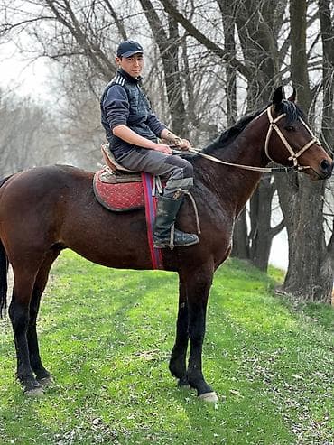 коён ош: Сатам | Байтал | Аргын | Көбөйтүү үчүн | Асыл тукумдуу, Жасалма жол менен боозутуу — 4