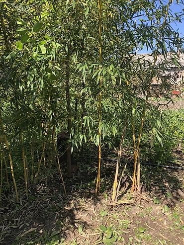 Бамбук: Бамбук декоративный (садовый) - Вид: крупный садовый бамбук с — 2