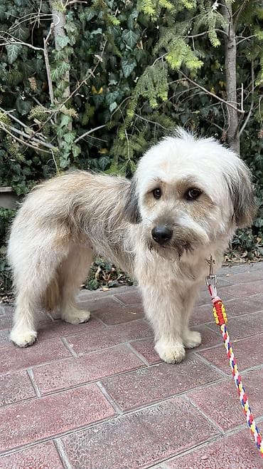 Ит бекер берилет: Жөнөкөй ит, 2 жаш, Эркек, Эмделген lalafo.kg да Ит бекер берилет: Жөнөкөй ит, 2 жаш, Эркек, Эмделген