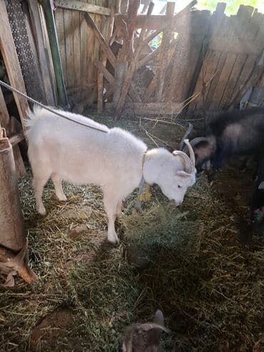 продажа щенков немецкой овчарки с документами в бишкеке: Продаю | Коза (самка), Козёл (самец) | Для молока, Для разведения — 1