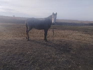 Птицы: Продаю | Конь (самец) | Полукровка | Рабочий — 4