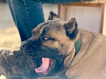 малинуа собака: Порода: собака крупного/средне-крупного типа с мощным костяком и — 1