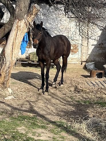 продажа охотничьих собак: Продаю | Кобыла (самка) | Английская | Конный спорт — 9