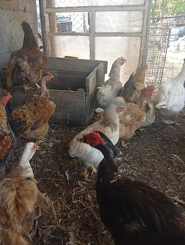 животные на продажу: Продаю домашних курей. цыплят молодняк 2-3 месячных. можно выбрать — 6