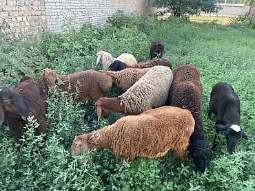 кури: Продаю | Овца (самка) | Для разведения | Матка — 1