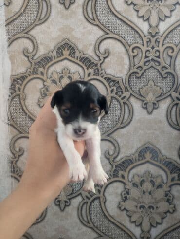 сколько стоит кролик домашний: Той-терьер, 1 месяц, Самец — 1