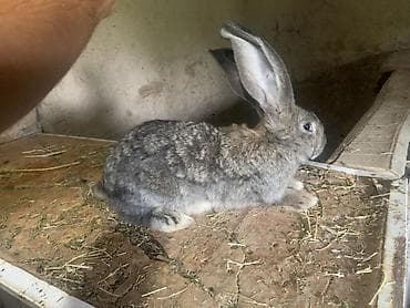пони животные: Продаю | Кролик самец | Фландр — 1