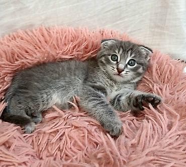 купить котенка шотландца: Вислоухий котёнок Скоттиш фолд. - Окрас: серый табби — 2