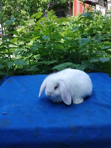 декоративные корсеты бишкек: Карликовые барашки разных расцветов. очень дружелюбные быстро — 12