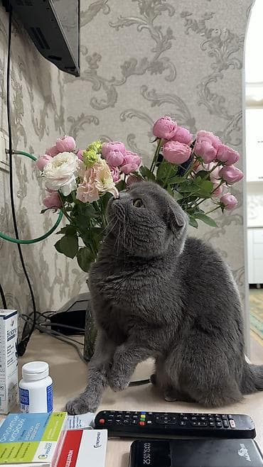 скотиш: Мой любимый котик ищет новый дом. Ему 3,5 года, он очень добрый — 2