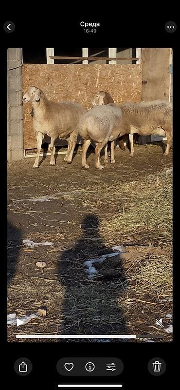 шпиц девочка: Продаю | Овца (самка) | Арашан | Для разведения | Матка — 3