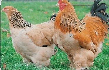Продаю | Инкубационные яйца | Брама | Для разведения