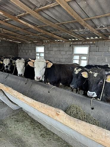 бетховен собака: Продаю | Бык (самец) | Полукровка | На откорм | Нетель — 3