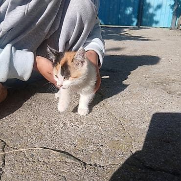 каракол кошка: Отдам котят в хорошие руки. Котята здоровые, к лотку приучены — 2