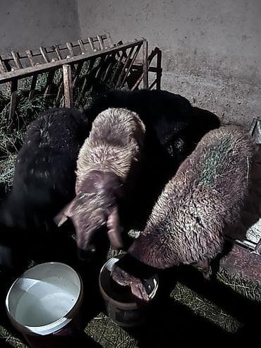 таза кан: Сатам | Ургаачы кой (ургаачы), Козу, Кочкор (эркек) | Көбөйтүү үчүн — 3