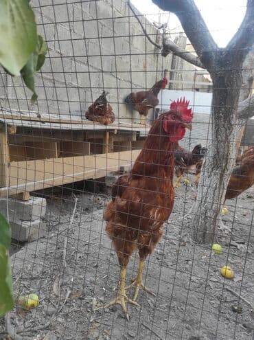 купить несушек курей: Корей ТОДЖОН короздору сатылат. 6-7 айлык короздор.
Адрес: Ош, Фуркат — 5