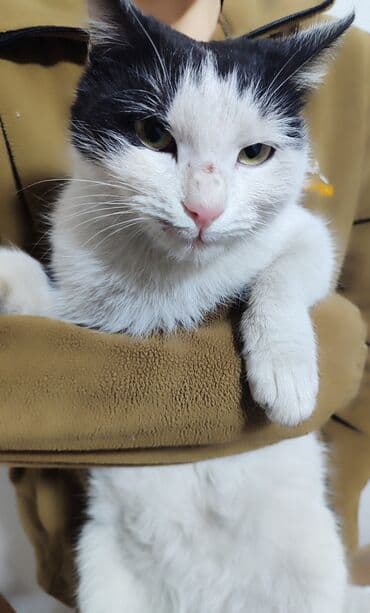 стерилизовать кота: Беспородная, 2 месяца, Девочка, Черепаховый, Приучена к лотку — 3