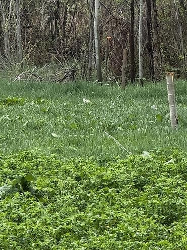 гавриловка участок: 20 соток, Для сельского хозяйства, Красная книга — 4