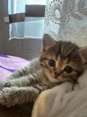 scottish fold: Котёнок тигровый табби - Порода/тип: короткошёрстный домашний — 10