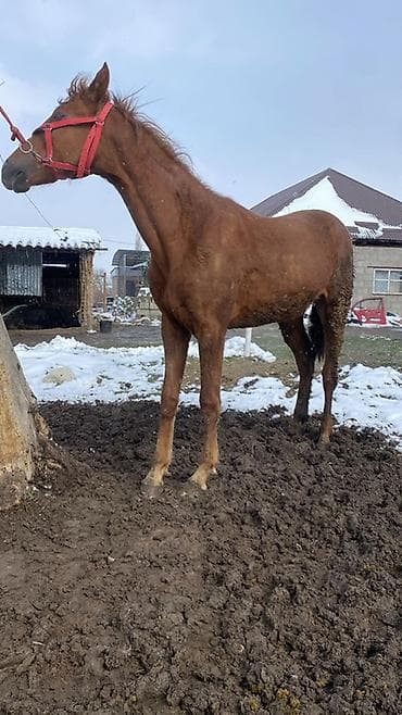 животные бараны: Продаю | Кобыла (самка) | Рабочий — 6