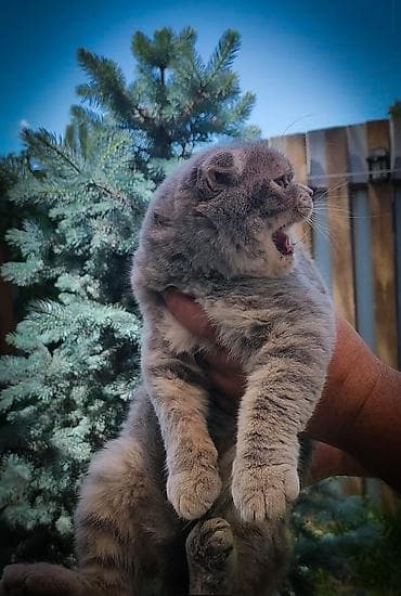 белые котенки: Шотландский вислоухий кот (скоттиш‑фолд), окрас голубой табби — 1