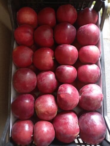 айнек сатылат: Алмалар — 1