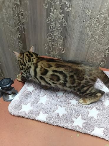 бенгальская кошка фото цена: Бенгальская, 3 месяца, Девочка, Золотая шиншилла, Приучена к лотку, Проглистована — 1