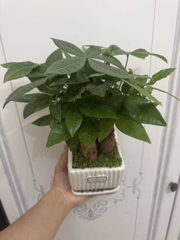 цветы гвоздика: Пальмы(Хомедория),замиокулькасы(доллар) Зензи,черный доллар,зеленый — 1