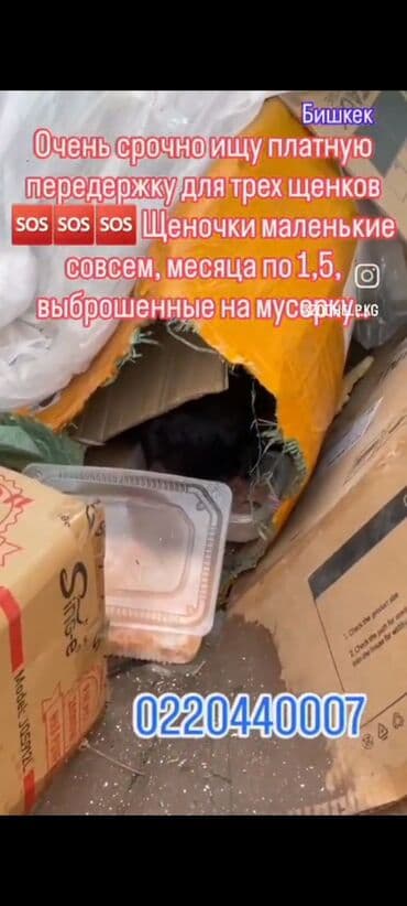 даром собаки: 🆘🆘🆘🆘🆘срочно нужен любящий хозяин, животных хотят усыпить, за — 1