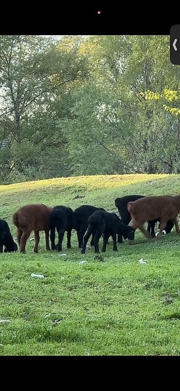 баранина живой: Продаю | Ягненок | На забой — 2