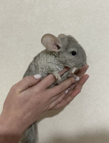 карликовый померанский шпиц цена: Шиншиллы окраса гетеро-бежевый(серый) Пол: мальчик и девочка Возраст — 2