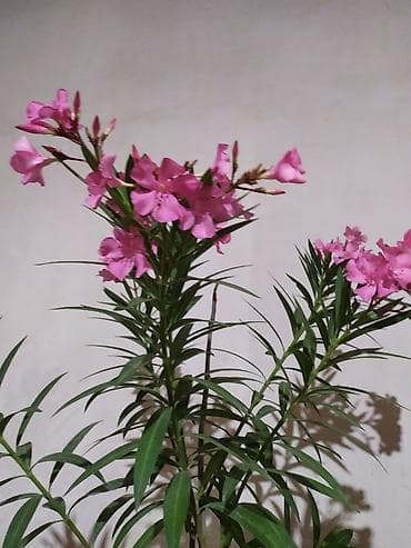 кофейное дерево: Г.Ош г.Ош г.Ош г.Ош г.Ош г.Ош г.Ош Олеандр (Nerium oleander) в горшке — 2