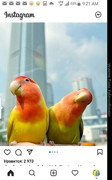 Үй жаныбарлары: Корм на развес кг попугаям 160-200с канарейкам УЗ-220с — 4