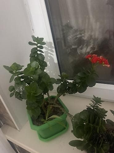 Каланхоэ: Комнатные растения в горшках - Каланхоэ (несколько экземпляров) — 6