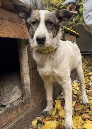 охотничий собака дратхар: Ит бекер берилет: Алабай, 4 айлык, Ургаачы, Эмделген — 2