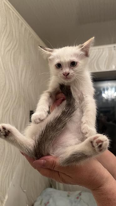 котята отдам: 🐾 Ищем самые добрые и заботливые руки для котят! 🐾 В добрые и — 4