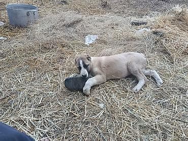 кунажын бишкек: Щенок крупной пастушьей породы (тип алабай/среднеазиатский овчарочный — 4