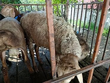 кой машынка: Продаю | Баран (самец), Овца (самка) | На забой — 9