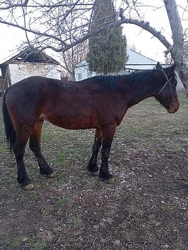 Продаю | Конь (самец) | Кара Жорго